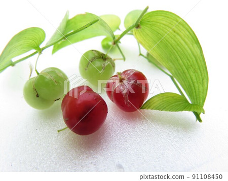Smylux fruit 91108450