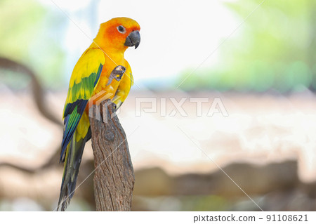 The mini parrot bird on stick tree The mini parrot bird on stick tree 91108621