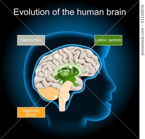 Brain Evolution from reptilian brain, to limbic system and neocortex. triune brain hypothesis 91108656