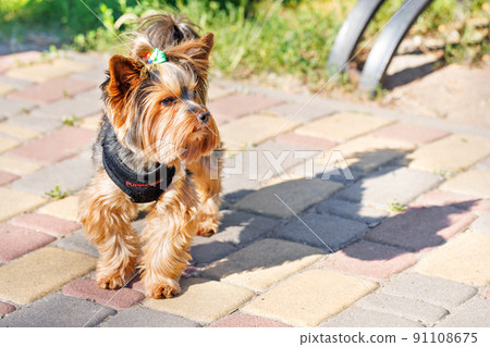 Photo of a Yorkshire terrier with a pigtail on his head walking in a summer park on a sunny day. 91108675