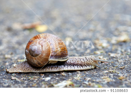 A large snail crawls on the ground on a blurred gray spotted background. 91108683