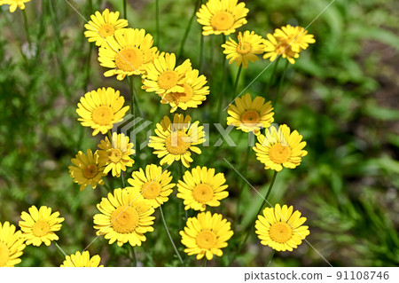 Koya chamomile Koya chamomile 91108746