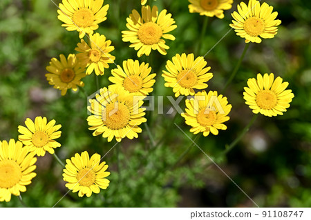 高野洋甘菊 高野洋甘菊 91108747