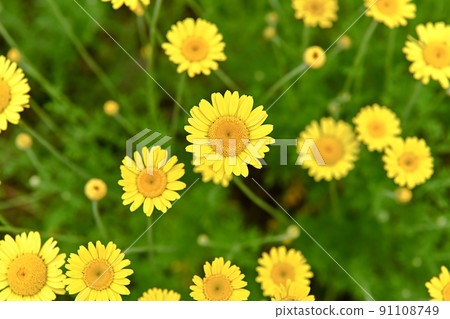 Koya chamomile Koya chamomile 91108749