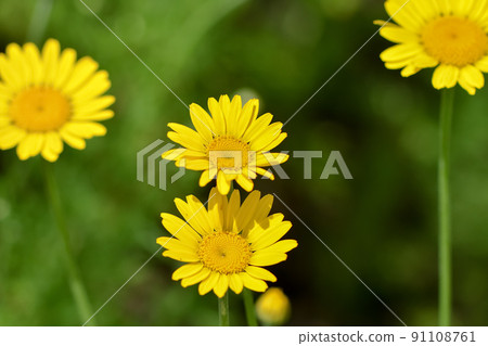 Koya chamomile 91108761