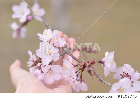 Sakura and hands Sakura and hands 91108779