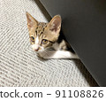 Cat's upper eye 91108826