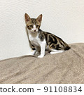 Cat sitting 91108834