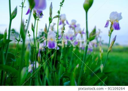 Irises flowers on a blurred background with blue sky. White with purple iris flowers bloom in nature. Iris orchid with blurred green-blue backdrop for poster, calendar, post, screensaver, wallpaper 91109264
