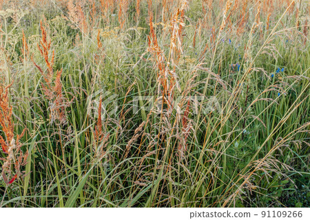 Summer meadow background, selective focus. Multicolor grass field for design or project. Meadowland texture for publication, design, poster, calendar, post, screensaver, wallpaper, postcard, banner 91109266