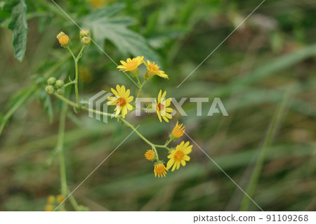 Yellow chamomile flowers. Background with chamomiles in grass. Natural background from a camomiles flowers for publication, design, poster, calendar, post, screensaver, wallpaper, card, banner, cover 91109268