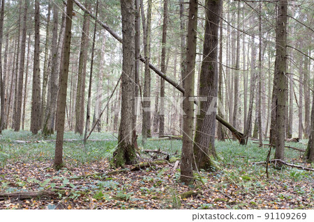 Pine tree forest landscape in summer time. Forest trees. Forrest nature view. Panorama of pine trees background f background for poster, calendar, post, screensaver, wallpaper, postcard, card, banner 91109269
