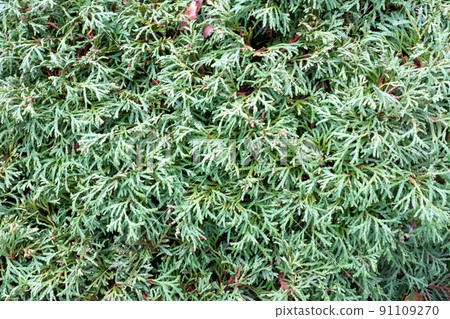 Green natural background of young Thuja branches. Backdrop from green Thuja branches for design or project, for publication, poster, calendar, post, screensaver, wallpaper, postcard, postcard, banner 91109270