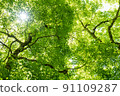 Fresh green forest 91109287