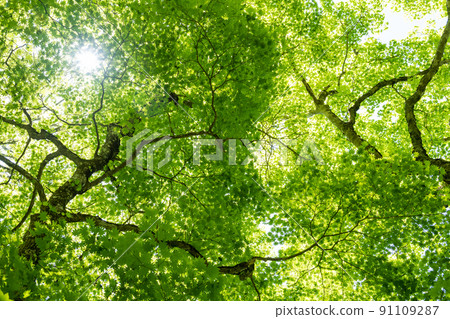 Fresh green forest 91109287
