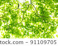 Fresh green forest 91109705