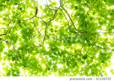 Fresh green forest Fresh green forest 91109705