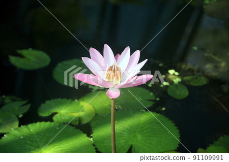 Waterlily flower Waterlily flower 91109991