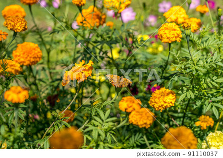 九月萬壽菊和受傷的蝴蝶 91110037