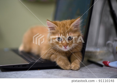 Red young kitten lies on the laptop keyboard. The kitten guards the laptop. Ginger impudent muzzle. 91110148
