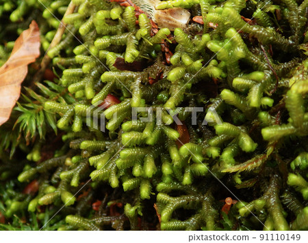 Bazzania pompe (subalpine liverwort) 91110149