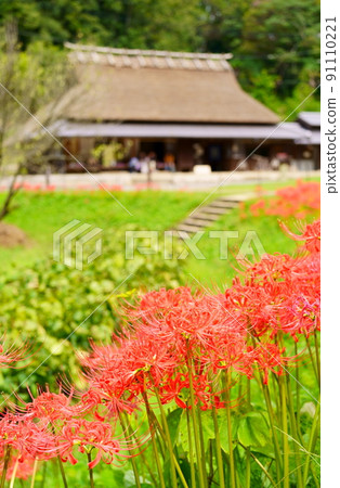 集群孤挺花和茅草屋頂的房子 集群孤挺花和茅草屋頂的房子 91110221