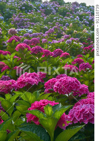 繡球花的繡球花 91110739
