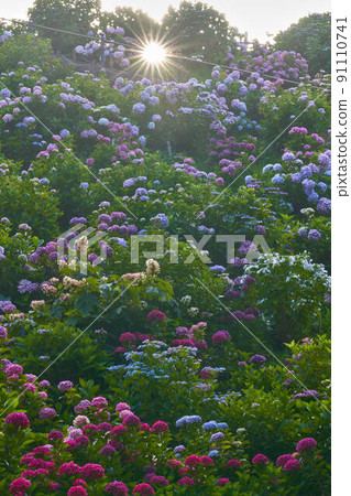 繡球花的繡球花 91110741