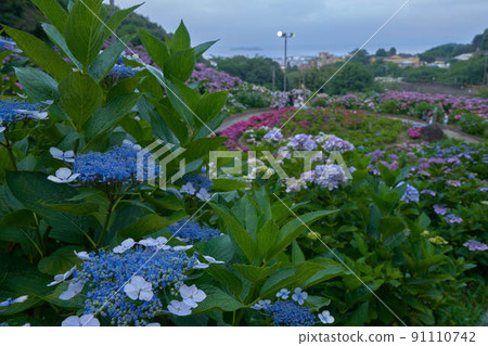 Hydrangea of hydrangea 91110742
