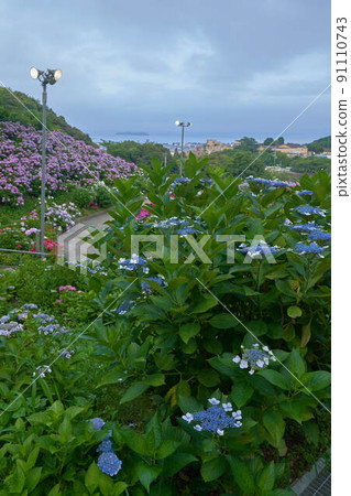 Hydrangea of hydrangea 91110743