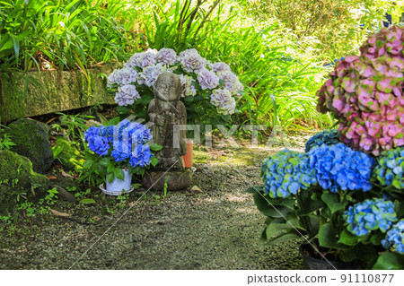 岡寺繡球走廊和花手水 岡寺繡球走廊和花手水 91110877