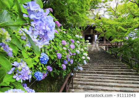 長谷寺和繡球花走廊的新鮮綠色 長谷寺和繡球花走廊的新鮮綠色 91111043