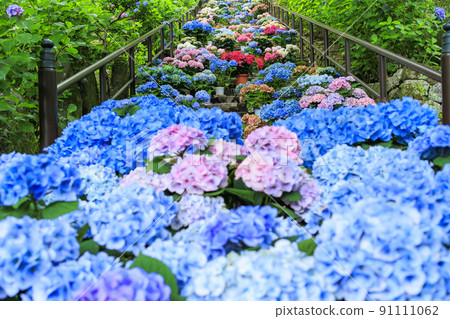 Fresh green of Hasedera and hydrangea corridor 91111062