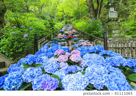 長谷寺和繡球花走廊的新鮮綠色 91111065