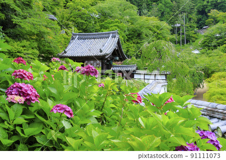 長谷寺和繡球花走廊的新鮮綠色 長谷寺和繡球花走廊的新鮮綠色 91111073