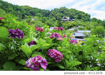 Fresh green of Hasedera and hydrangea corridor 91111078