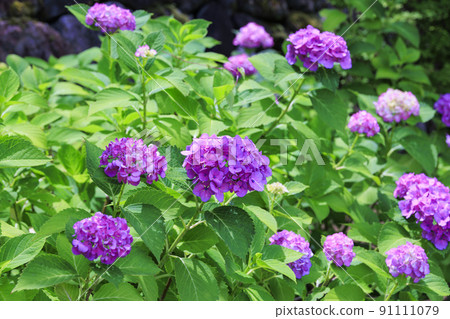 Fresh green of Hasedera and hydrangea corridor 91111079
