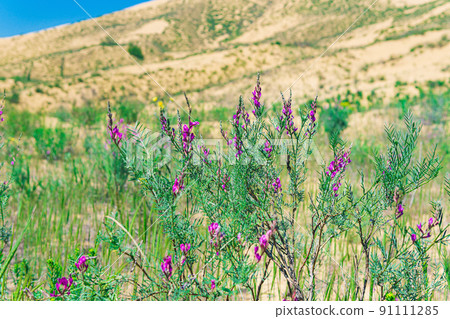 purple astragalus flowers in blooming spring desert, Sarykum sand dune purple astragalus flowers in blooming spring desert, Sarykum sand dune 91111285