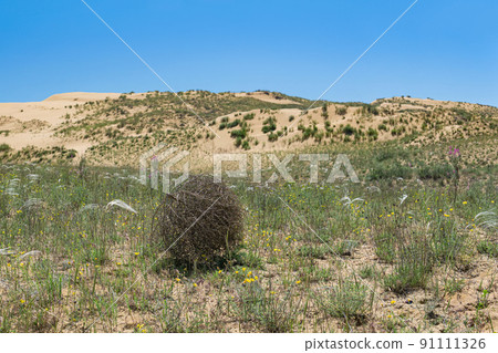 tumbleweed rolls on dry feather grass steppe tumbleweed rolls on dry feather grass steppe 91111326