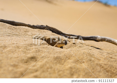 toadhead agama lizard near its burrow in the sand of the desert toadhead agama lizard near its burrow in the sand of the desert 91111327
