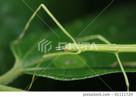 竹節蟲/竹節蟲幼蟲 竹節蟲/竹節蟲幼蟲 91111720