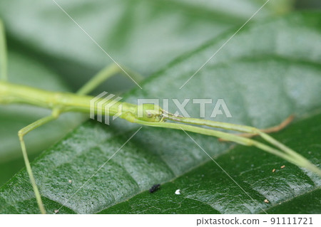 竹節蟲/竹節蟲幼蟲 竹節蟲/竹節蟲幼蟲 91111721