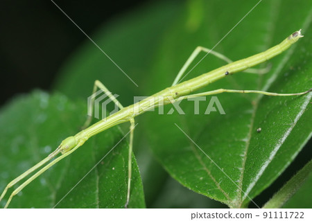 竹節蟲/竹節蟲幼蟲 91111722