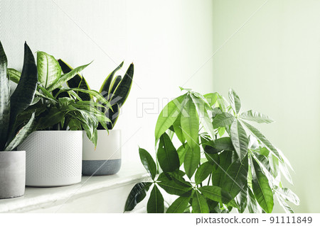 Several house plants in white pots on a white shelf and pachira Several house plants in white pots on a white shelf and pachira 91111849