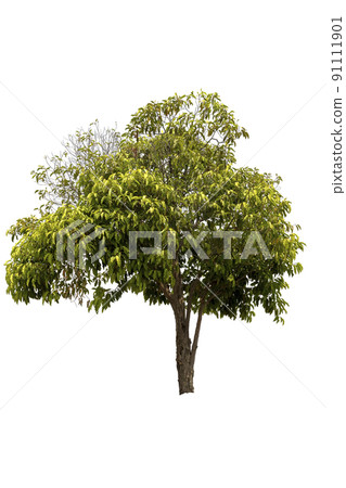A big tree isolated on white background A big tree isolated on white background 91111901