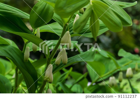 White Kupena flowers in a meadow 91112237
