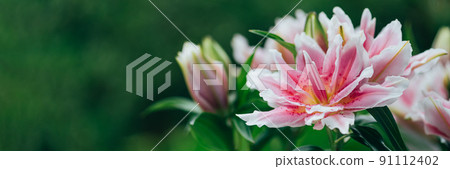 Scented pollen-free double lilies Scented pollen-free double lilies 91112402