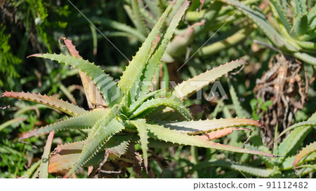 Aloe vera plant growing in garden closeup background 91112482