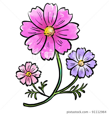 Illustration of watercolor-style cosmos like a picture letter 91112964