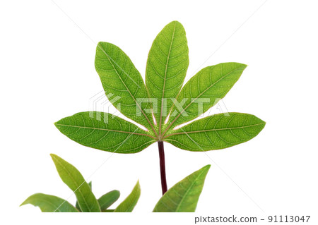 Cassava Cassava 91113047